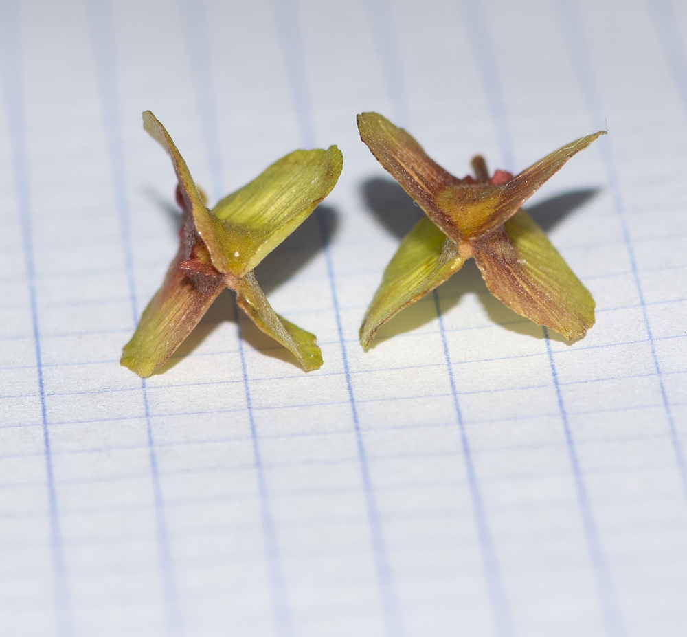 Image of Combretum kraussii specimen.