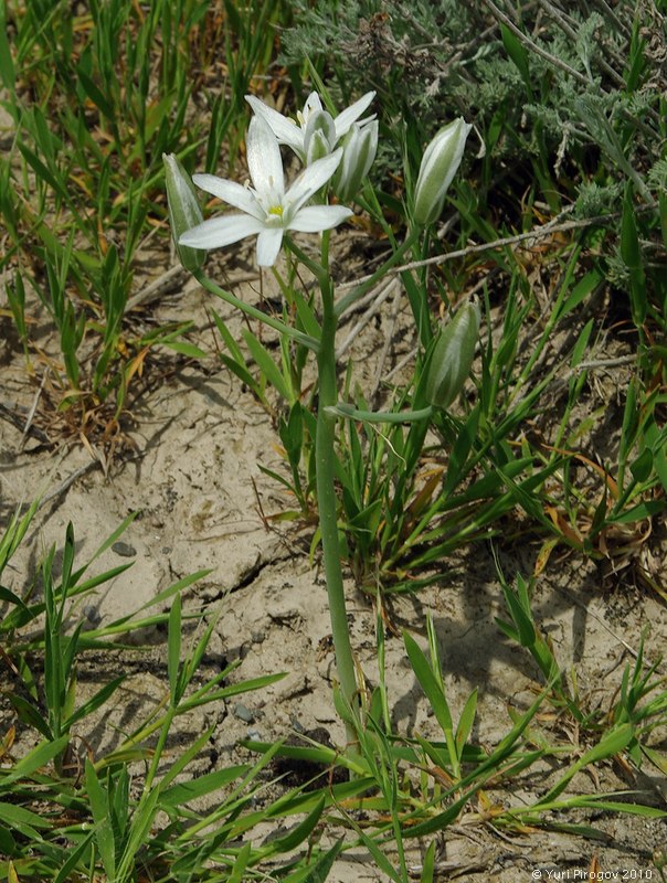 Изображение особи Ornithogalum navaschinii.