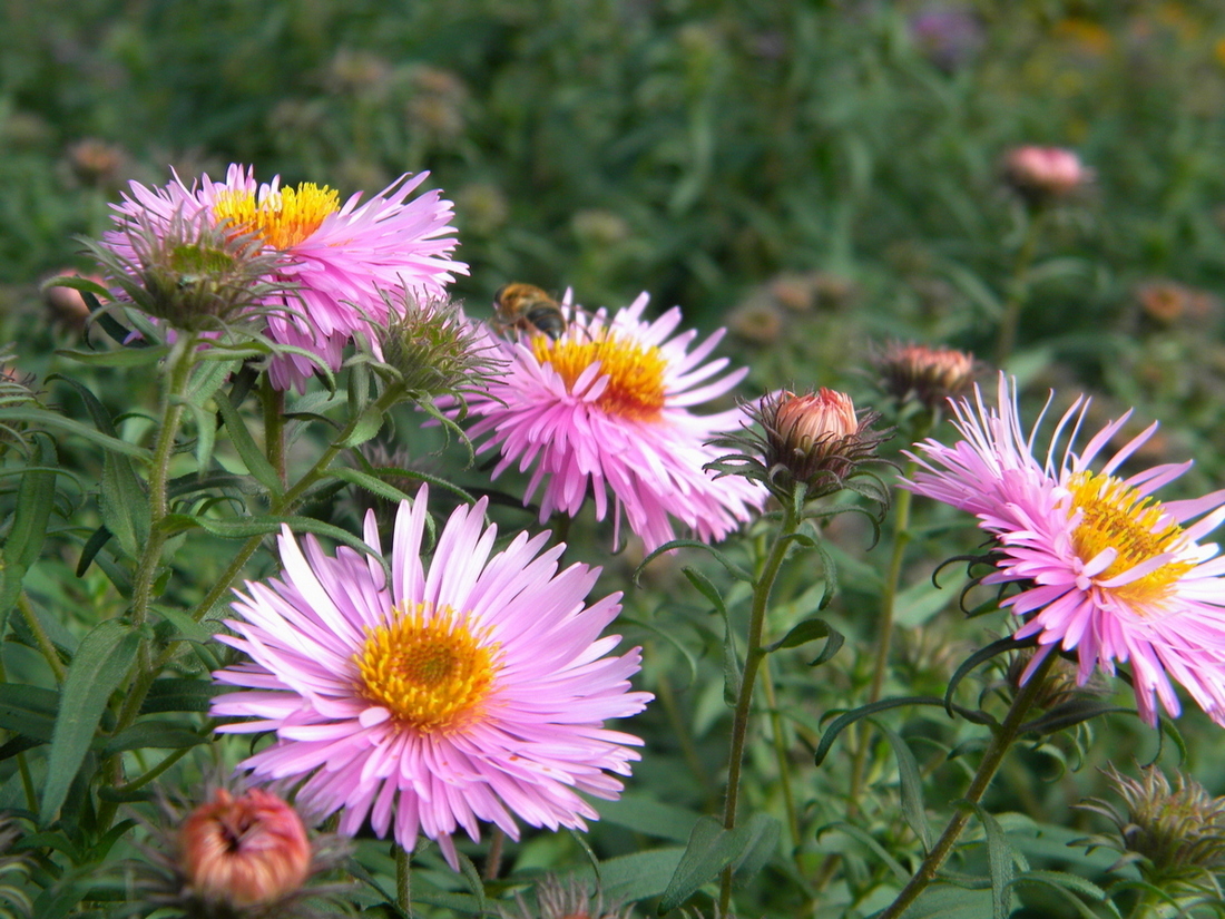 Изображение особи Symphyotrichum novae-angliae.