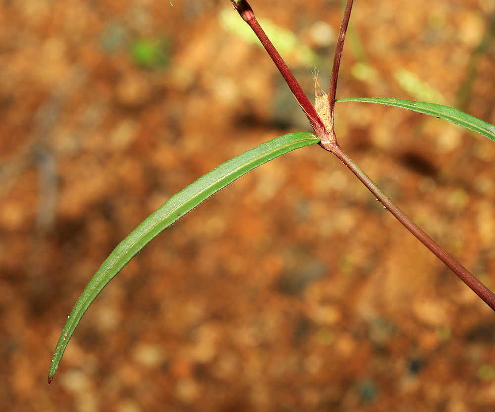 Изображение особи Persicaria trigonocarpa.