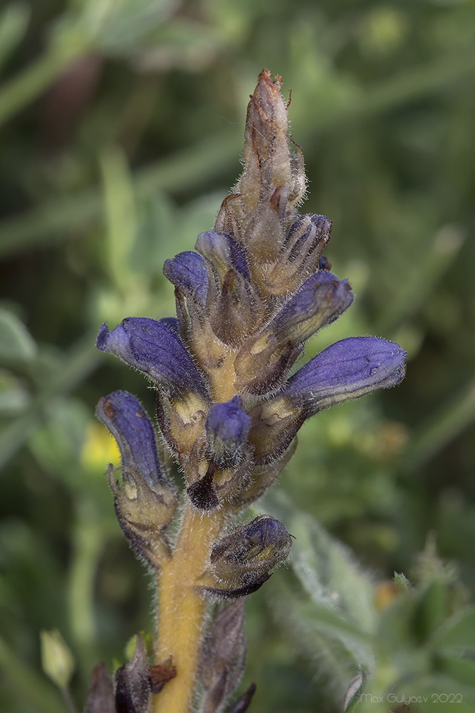 Image of genus Phelipanche specimen.