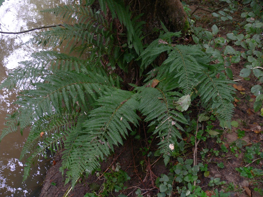 Image of Polystichum setiferum specimen.