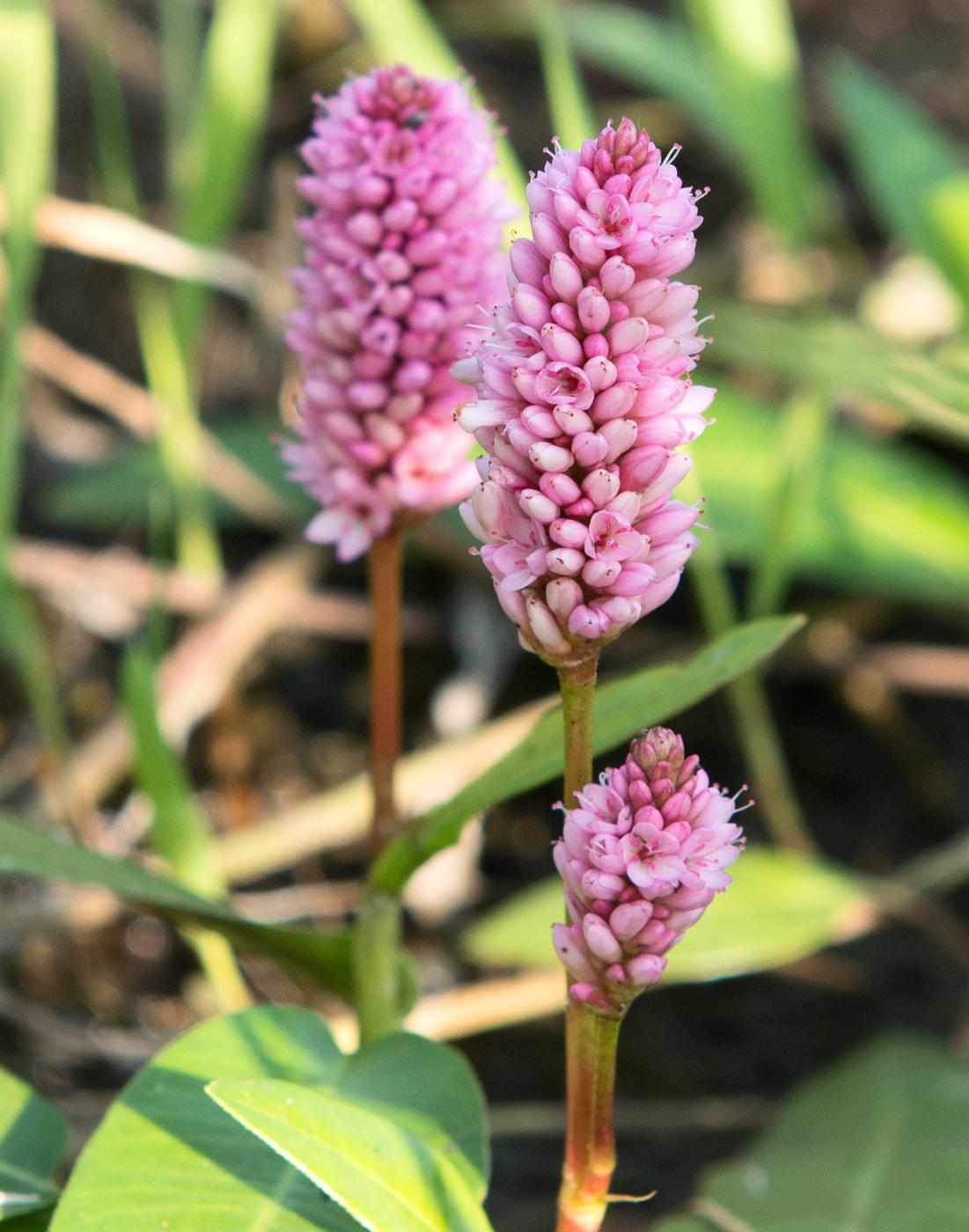 Изображение особи Persicaria amphibia.