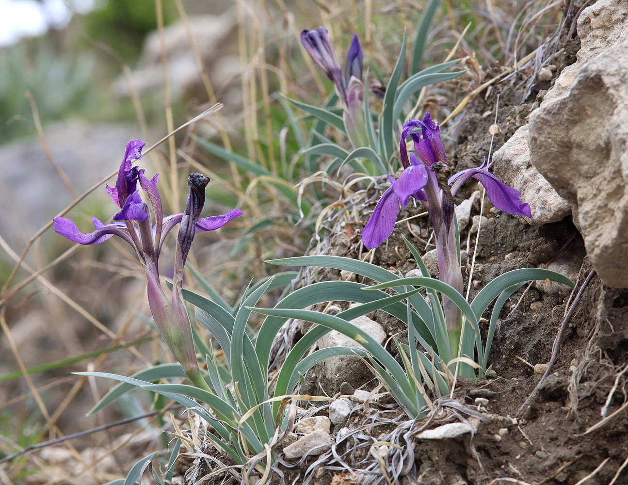 Изображение особи Iris timofejewii.