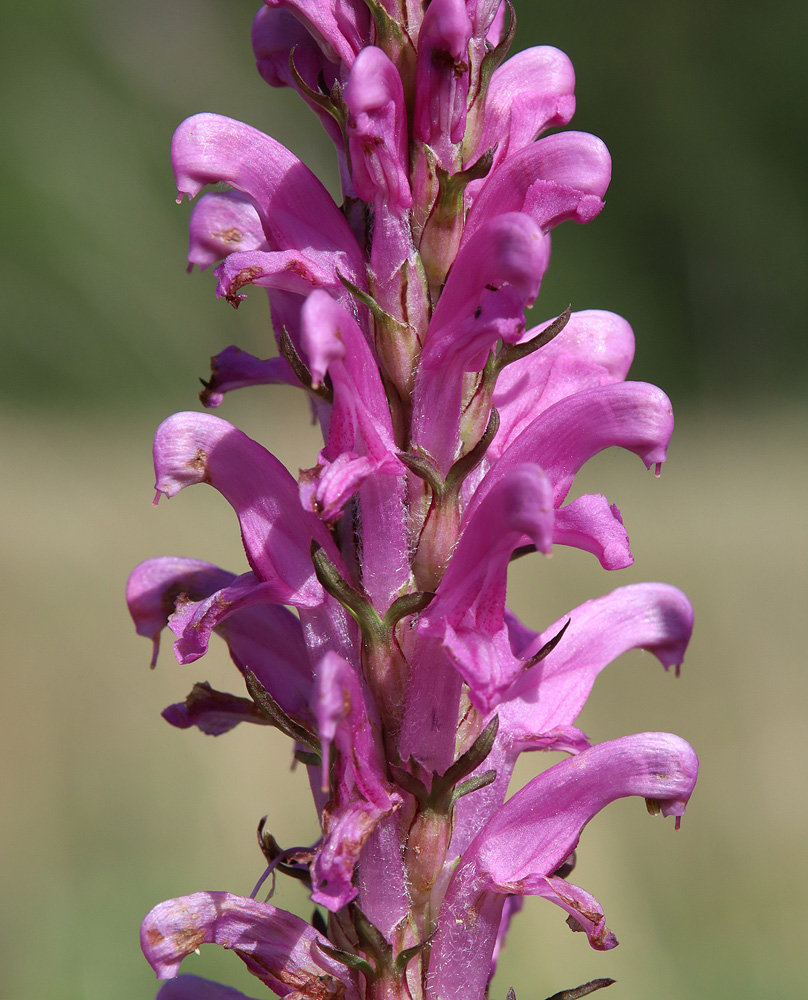 Изображение особи Pedicularis elata.