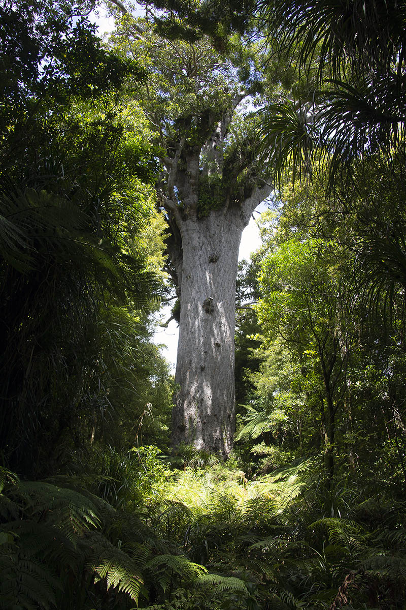 Image of Agathis australis specimen.