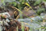 Carex paupercula. Верхушка побега с соплодиями. Мурманская обл., окр. г. Заозёрск, высота 314.9, бровка склона вост. экспозиции, долина ручейка. 01.08.2022.