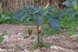 Datura innoxia. Цветущее растение. Израиль, лесопарк Шоам. 16.12.2022.