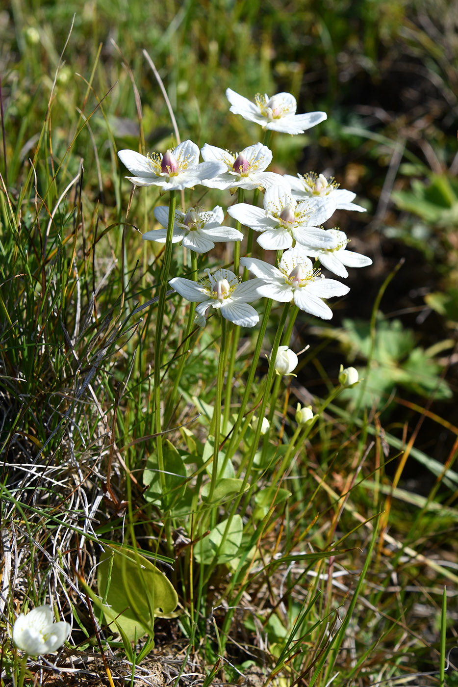 Изображение особи Parnassia palustris.