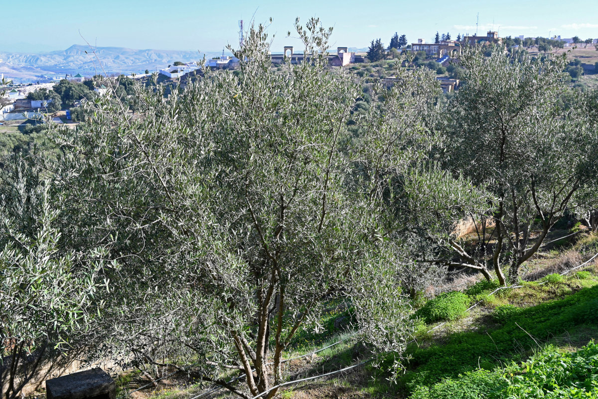 Image of Olea europaea specimen.