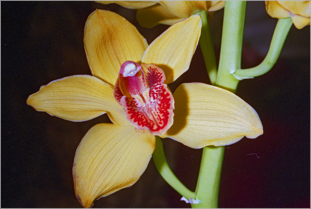 Image of Cymbidium insigne specimen.