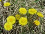 Tussilago farfara