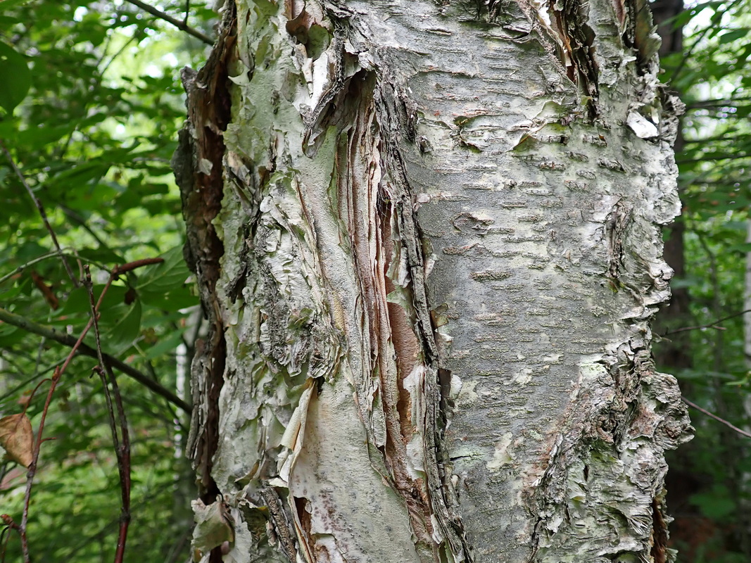 Image of Betula costata specimen.