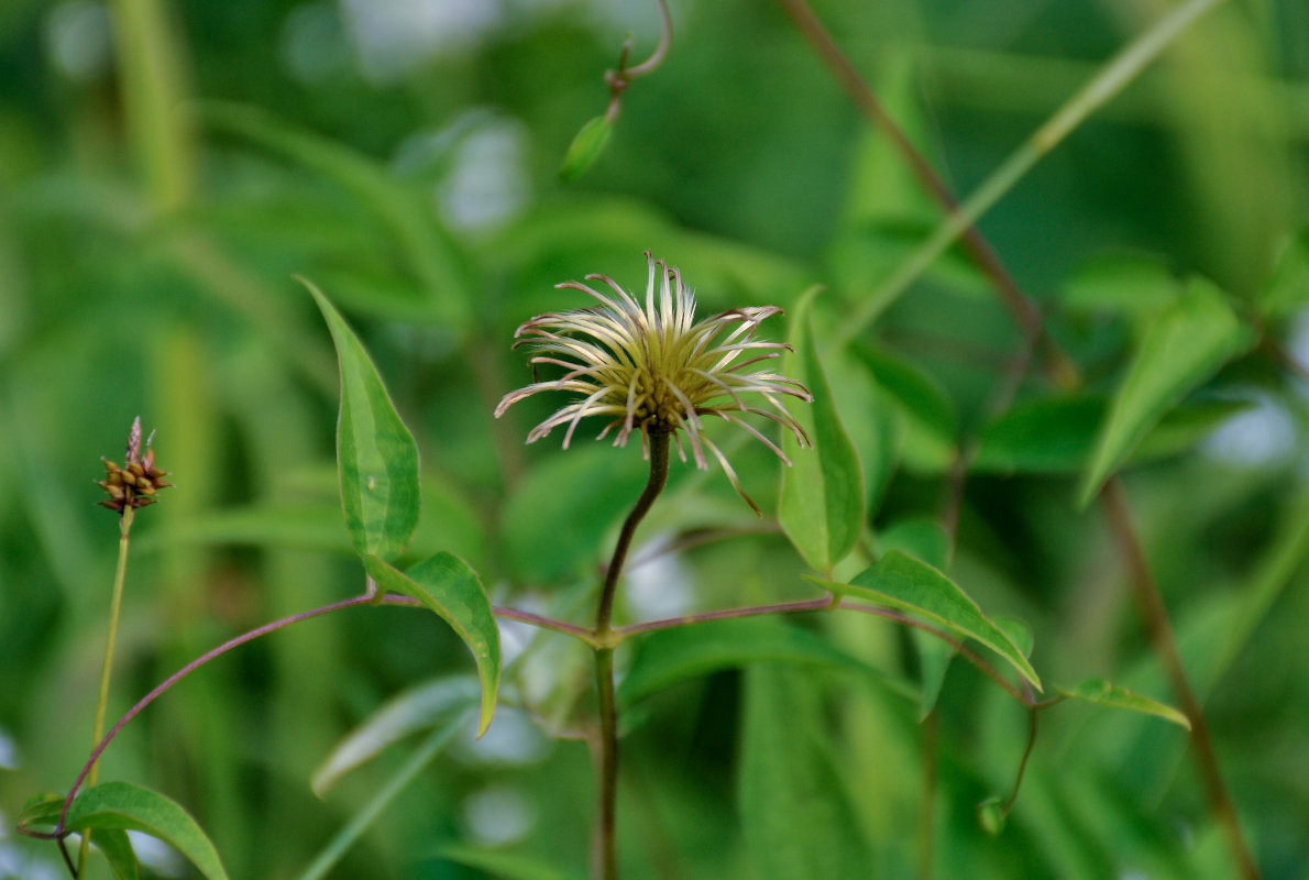 Image of Clematis fusca specimen.