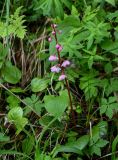 Pyrola incarnata