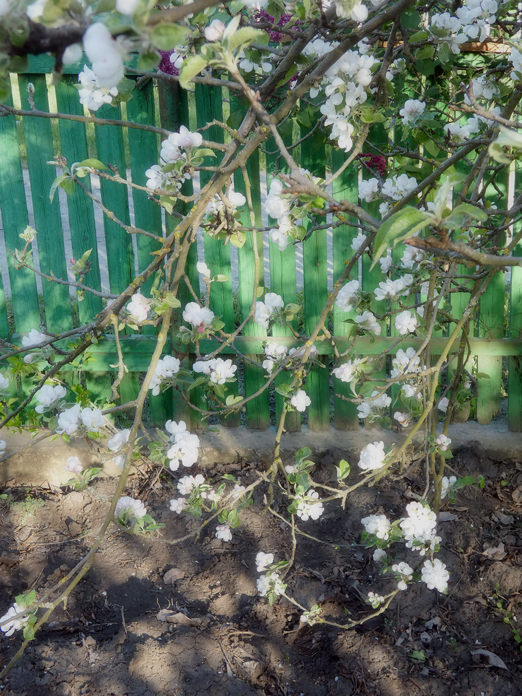 Изображение особи Malus domestica.