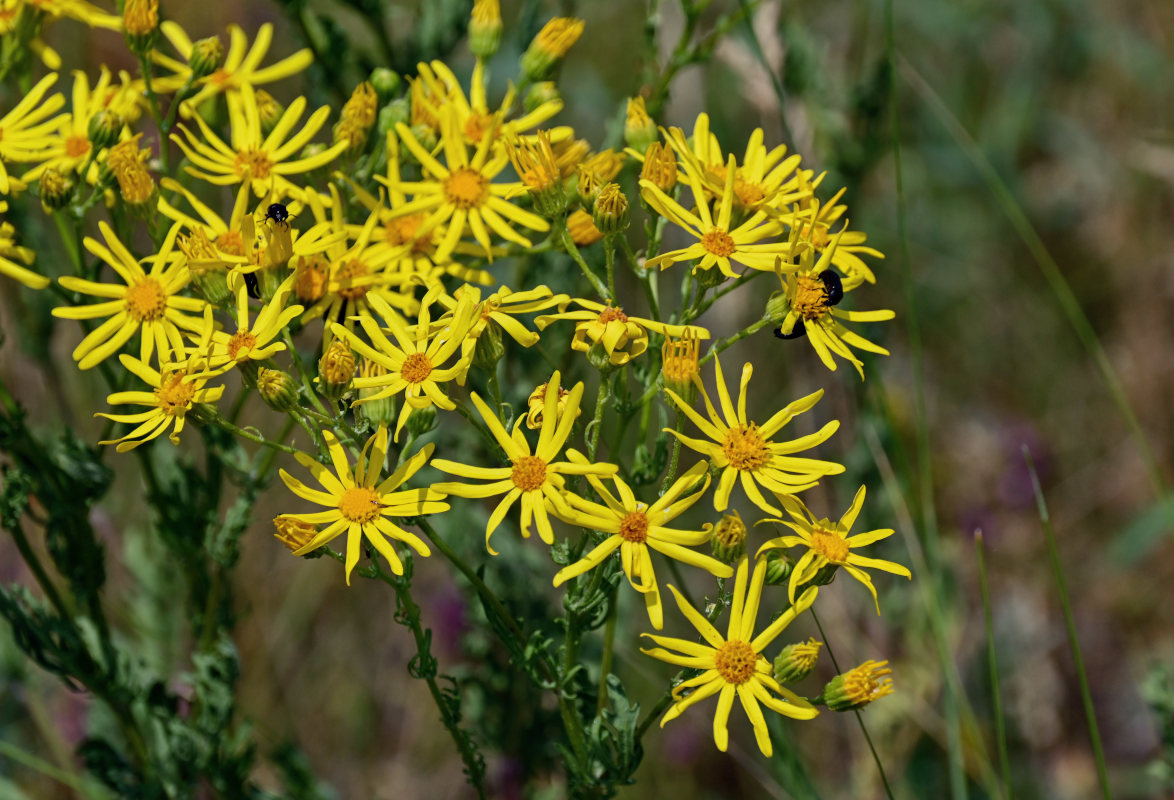 Image of Senecio jacobaea specimen.