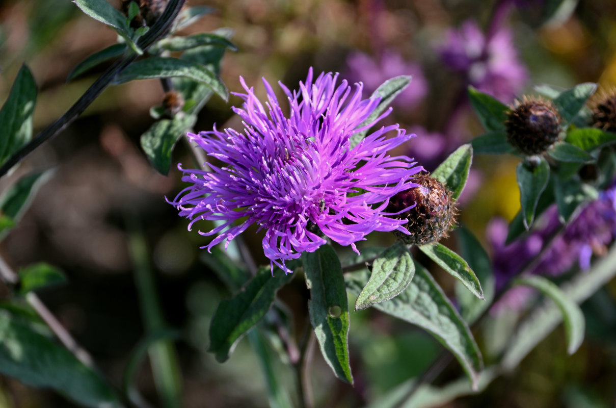 Image of Centaurea abbreviata specimen.