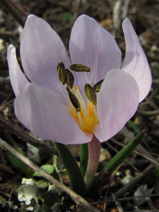 Image of Colchicum triphyllum specimen.