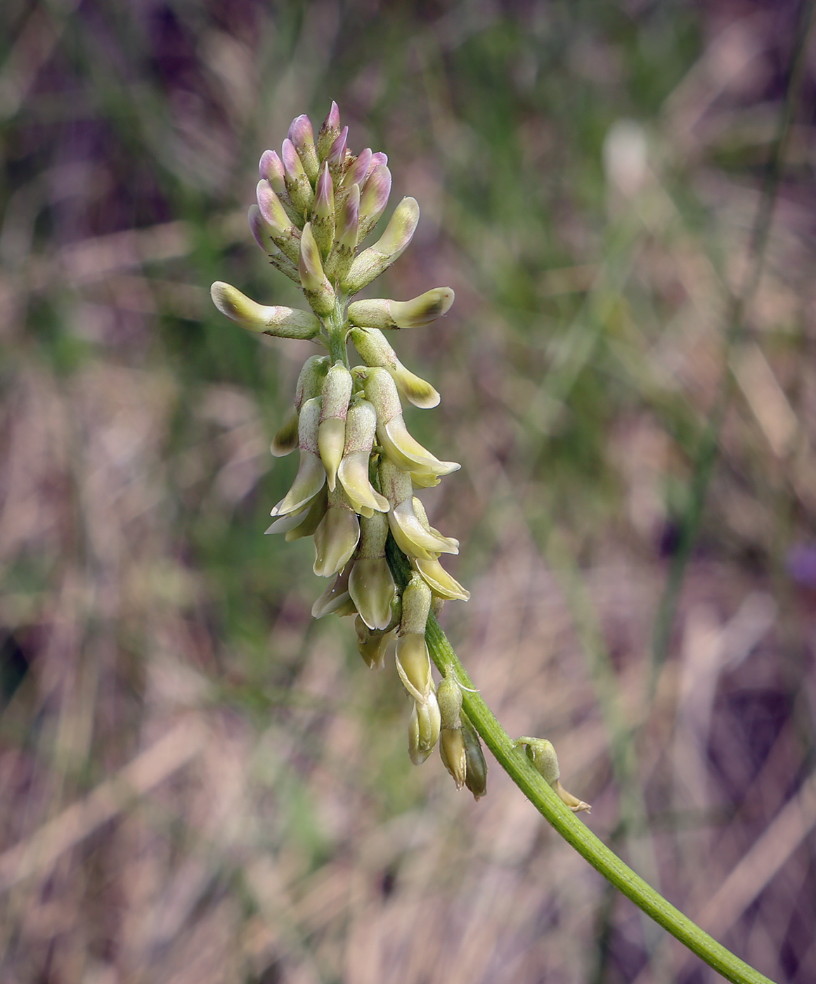 Image of Astragalus falcatus specimen.