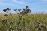 Arctium tomentosum