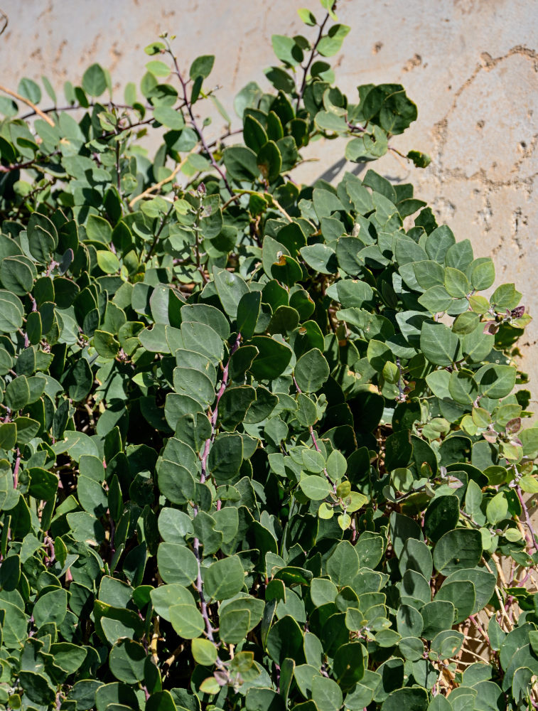 Изображение особи Capparis spinosa.