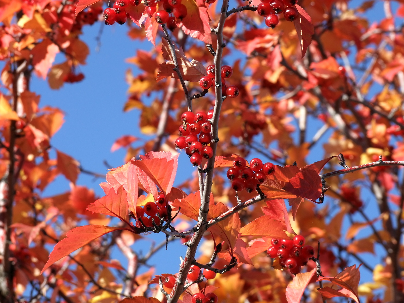 Изображение особи Crataegus dahurica.