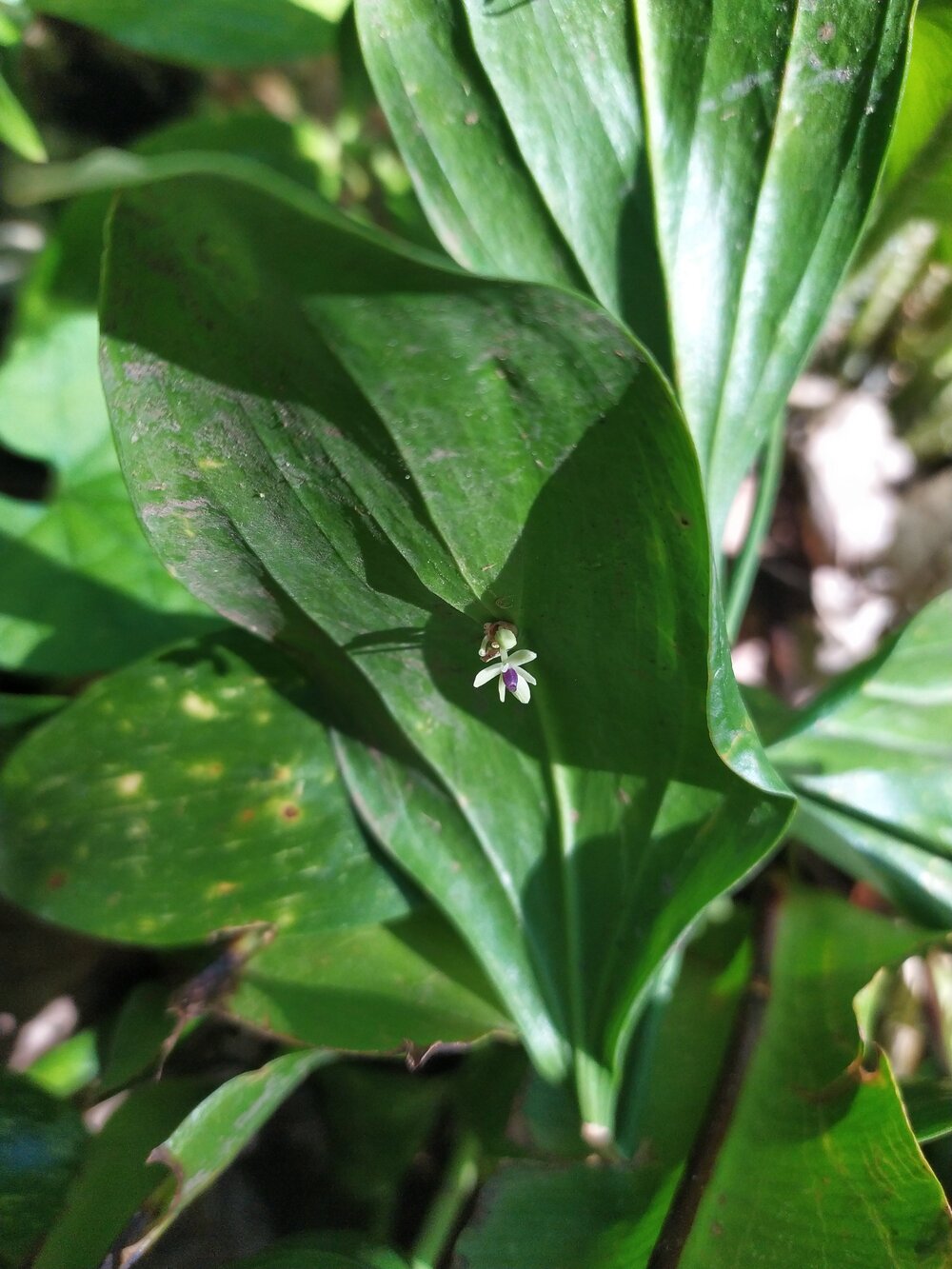 Image of Ruscus colchicus specimen.