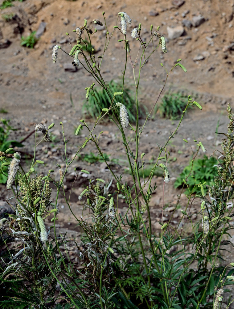 Изображение особи Sanguisorba tenuifolia.