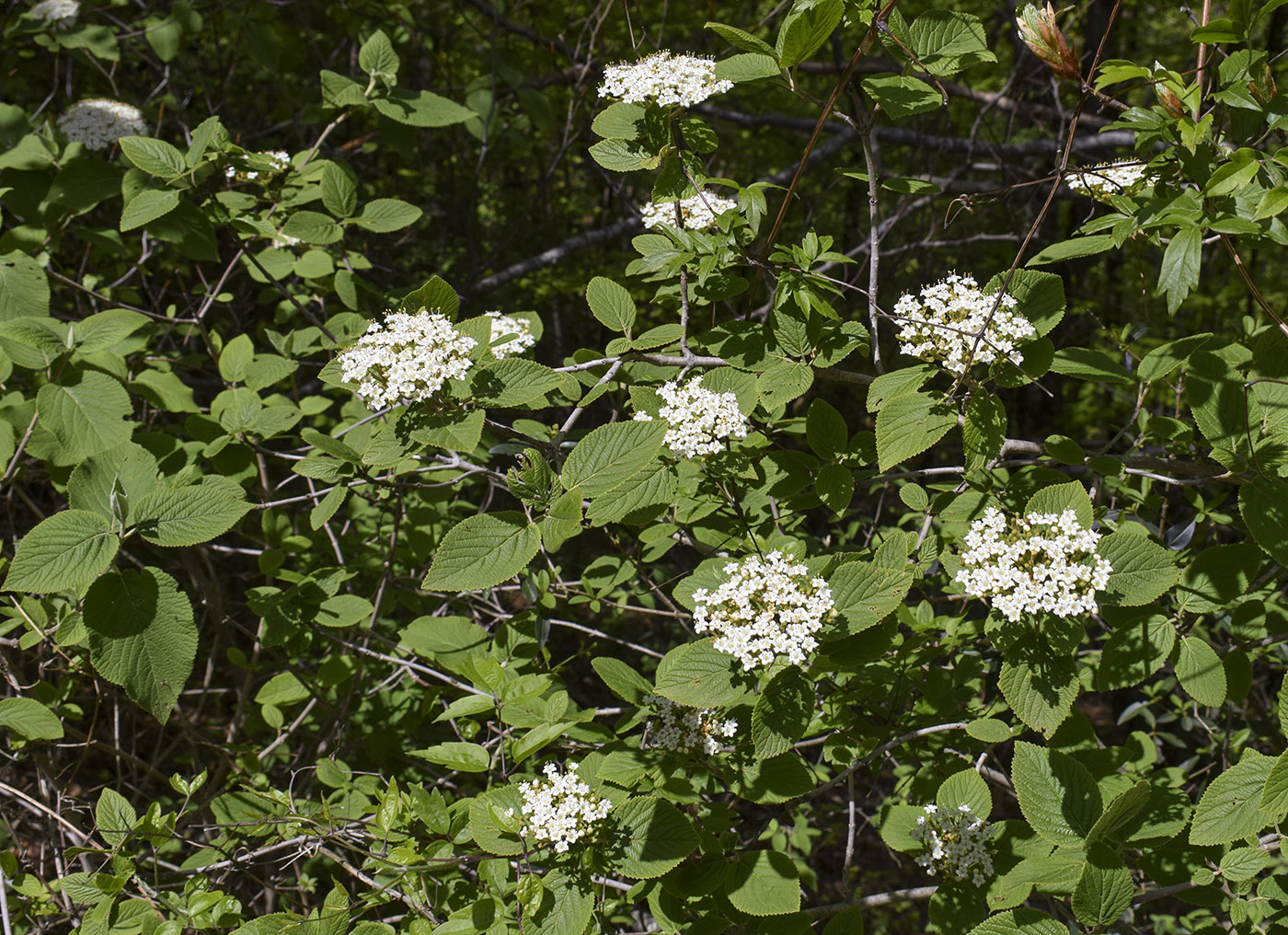 Image of Viburnum lantana specimen.