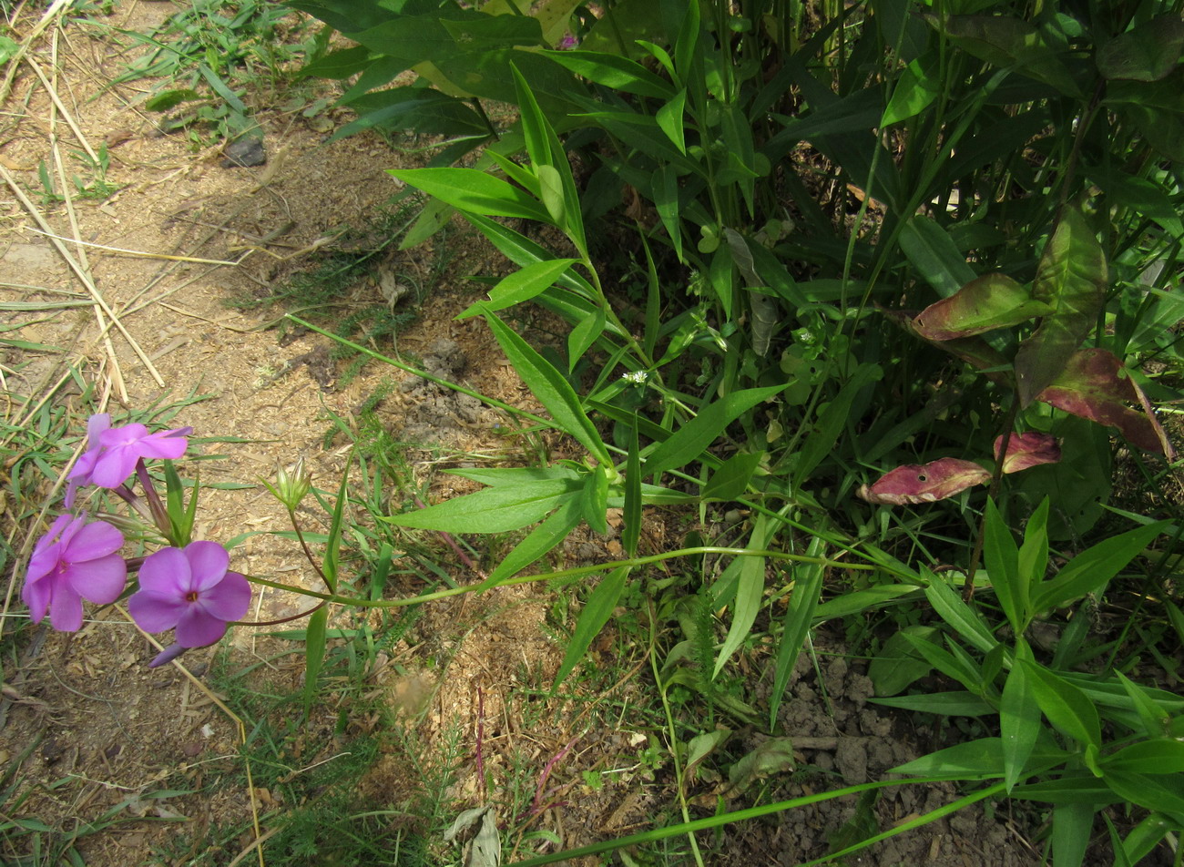 Image of Phlox glaberrima specimen.