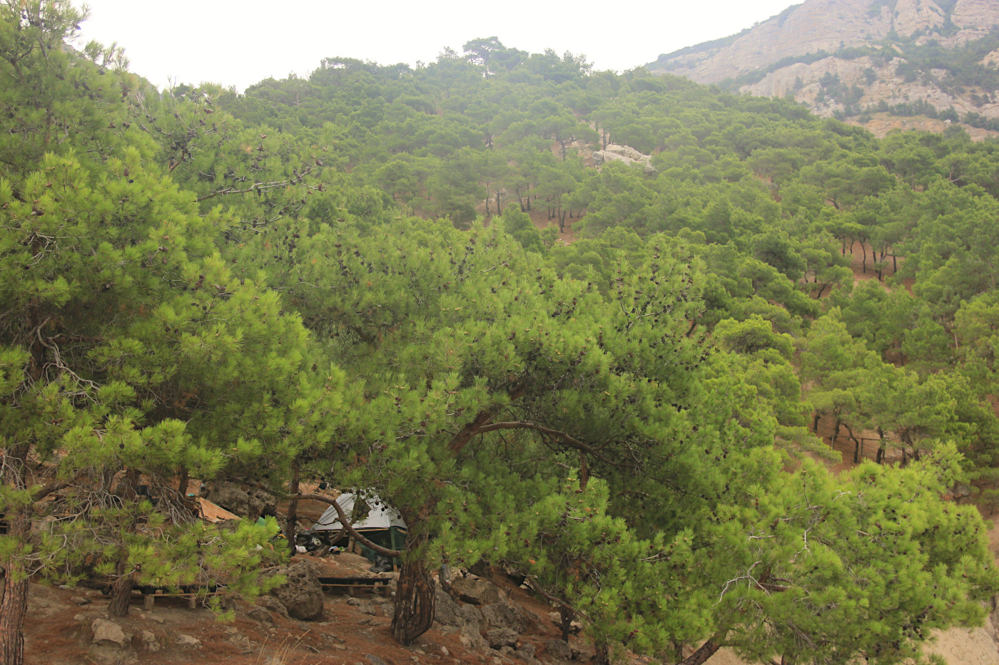 Image of Pinus pityusa specimen.