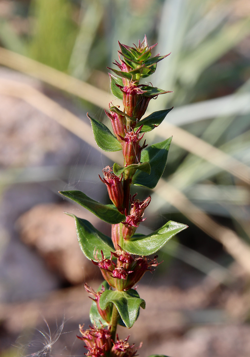 Image of Lythrum intermedium specimen.