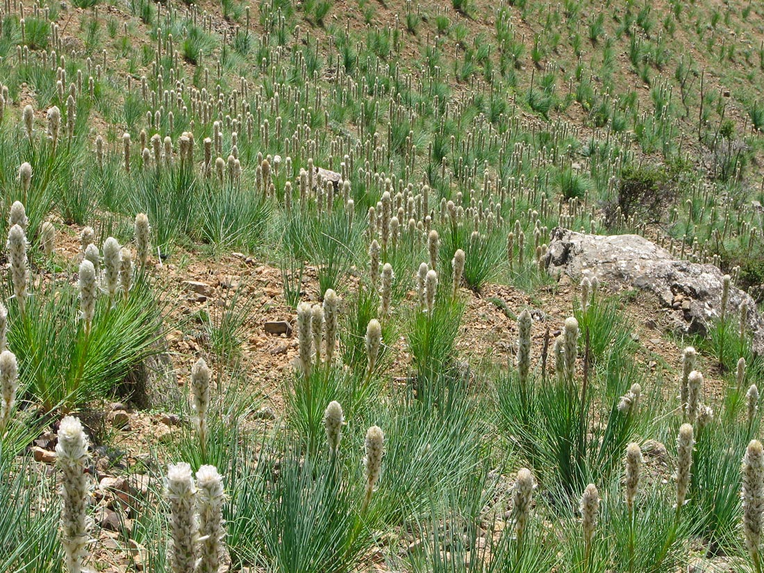 Image of Asphodeline taurica specimen.