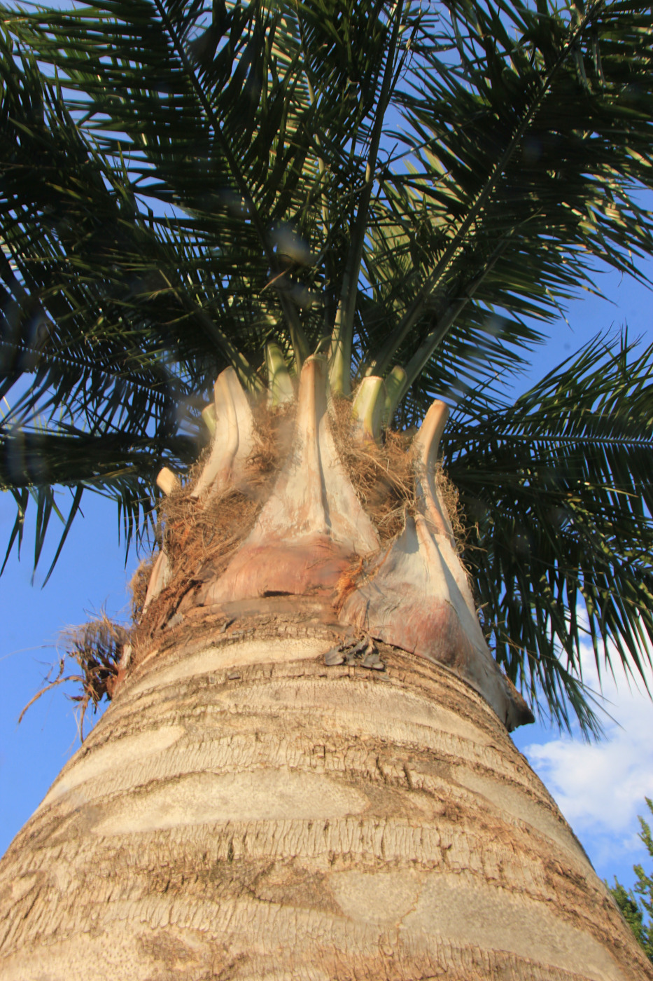 Image of Jubaea chilensis specimen.