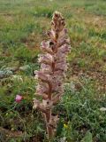 Orobanche callieri