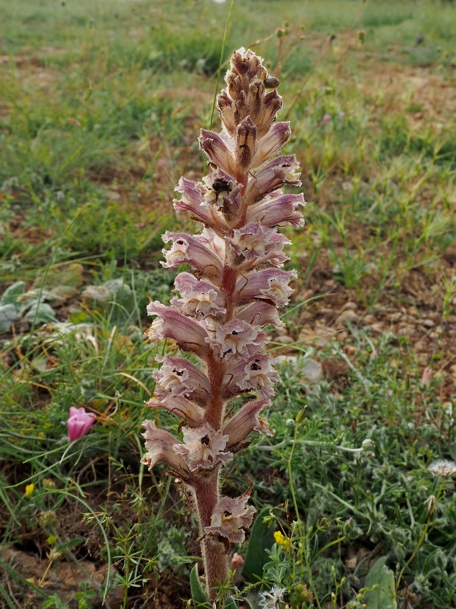 Изображение особи Orobanche callieri.