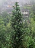 Cunninghamia lanceolata. Верхняя часть кроны взрослого дерева. Китай, провинция Гуанси, рисовые террасы Лунцзи, опушка смешанного леса. 30.05.2024.