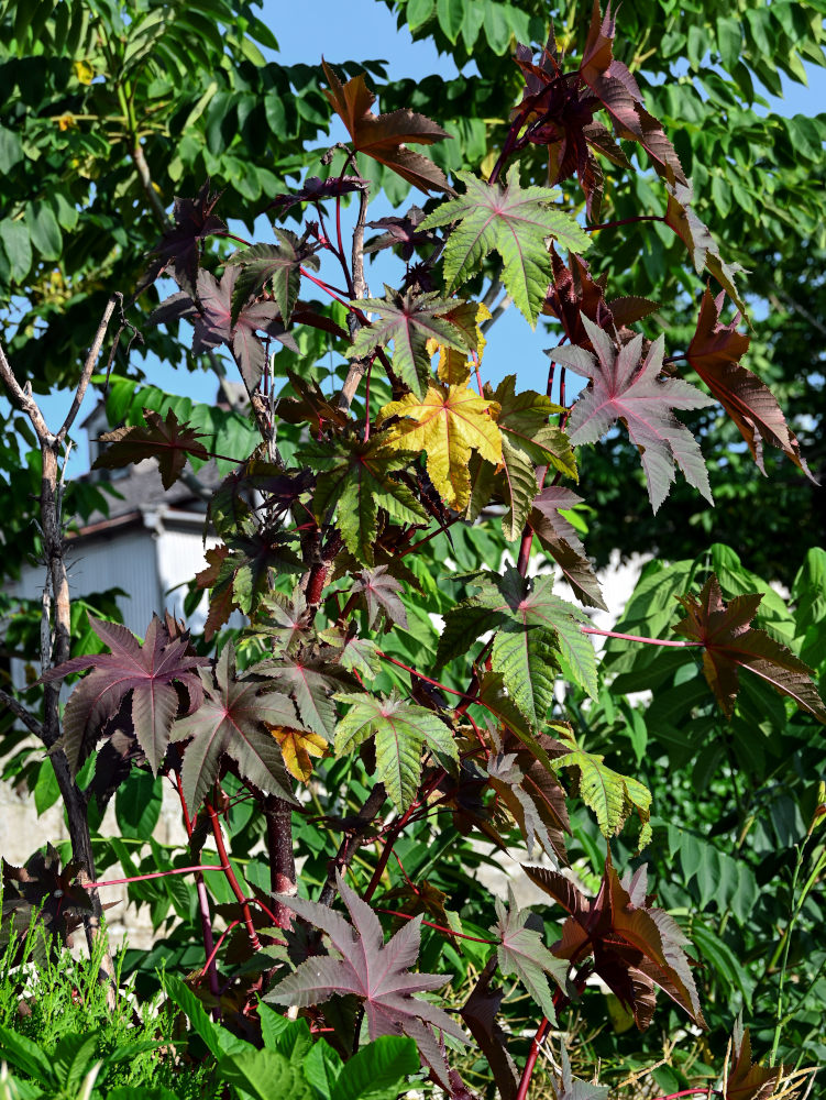 Изображение особи Ricinus communis.