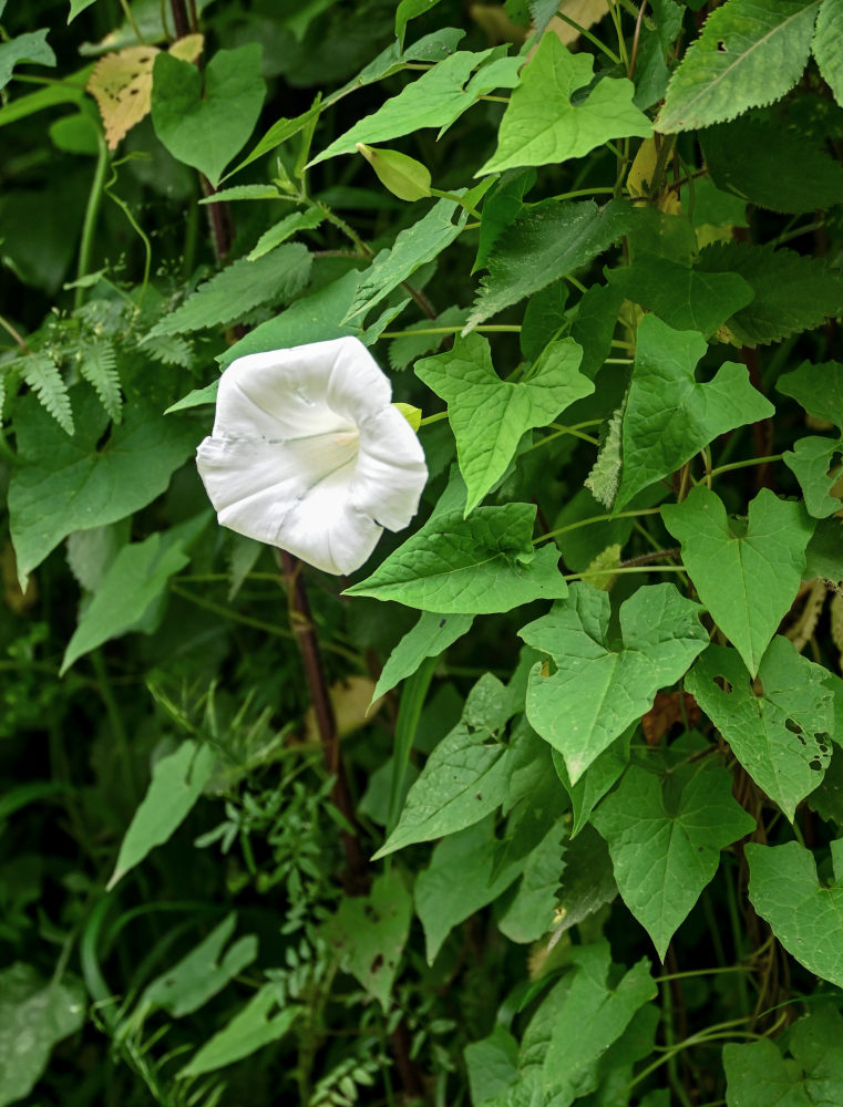 Image of Calystegia silvatica specimen.