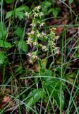 Epipactis helleborine