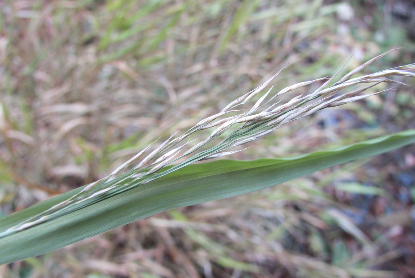 Изображение особи Hakonechloa macra.