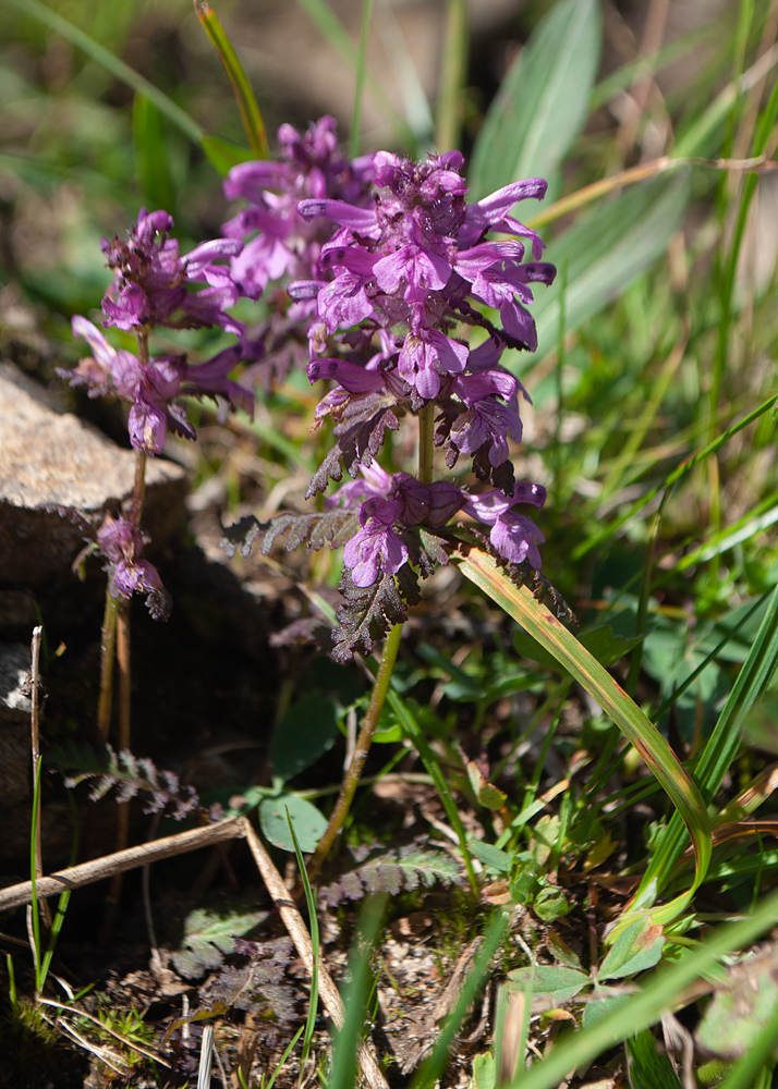 Image of Pedicularis verticillata specimen.