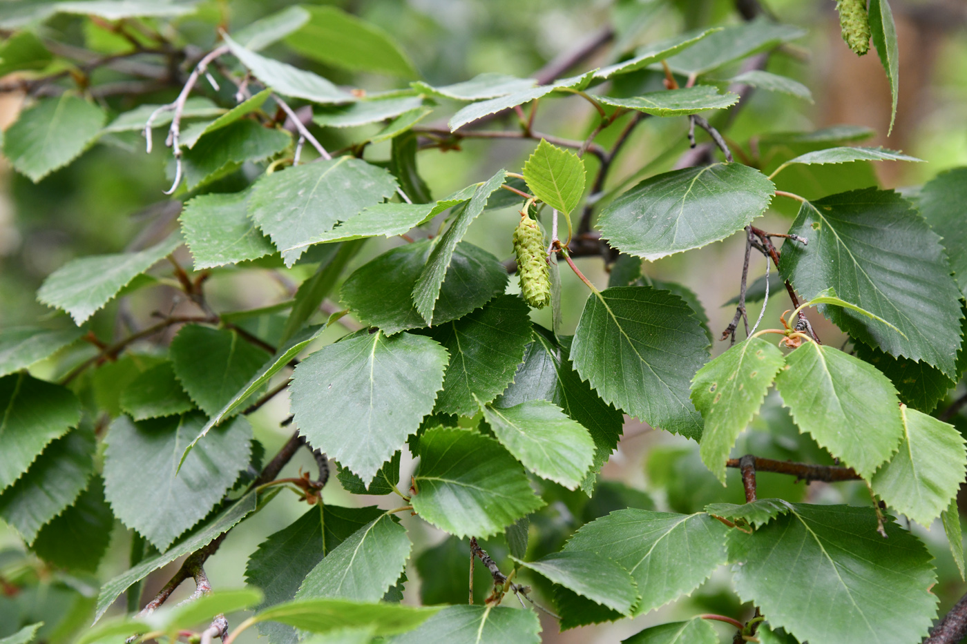 Image of Betula pamirica specimen.