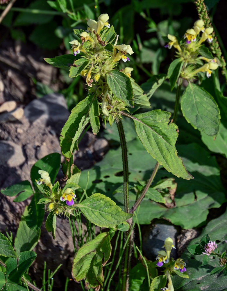 Изображение особи Galeopsis speciosa.