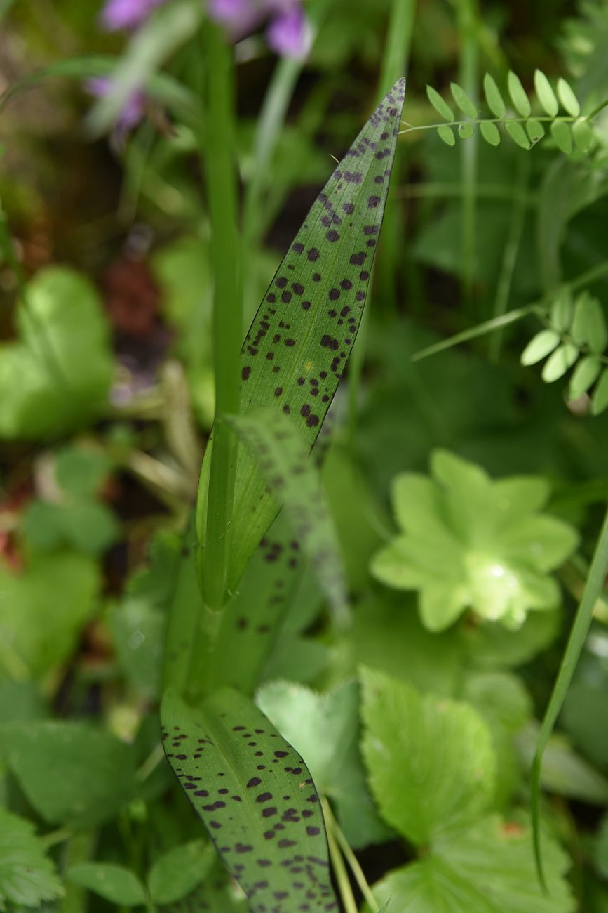 Изображение особи Dactylorhiza urvilleana.