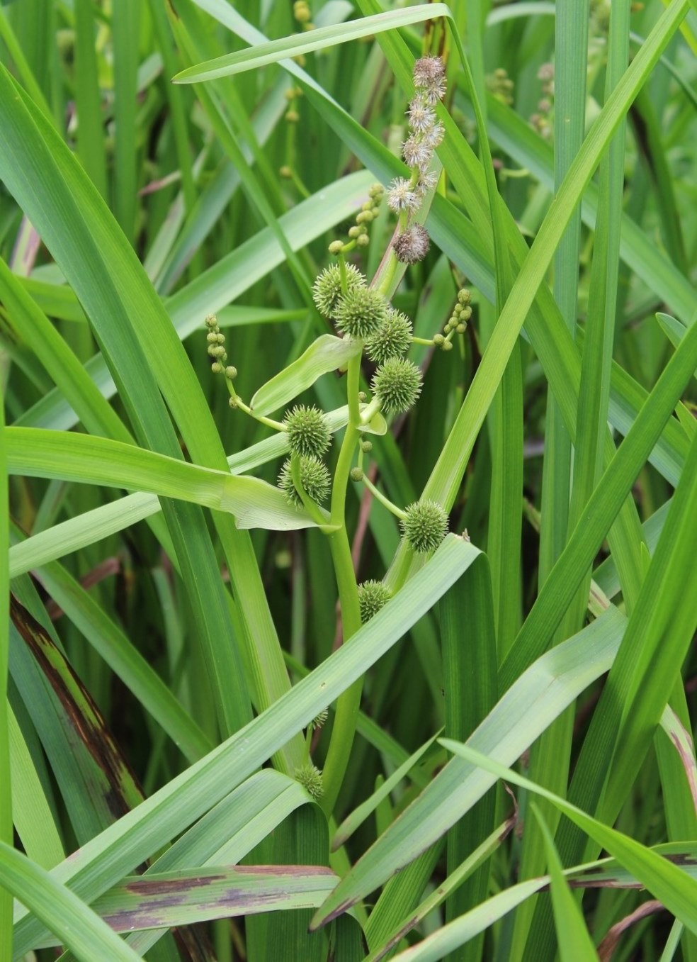 Image of Sparganium erectum specimen.