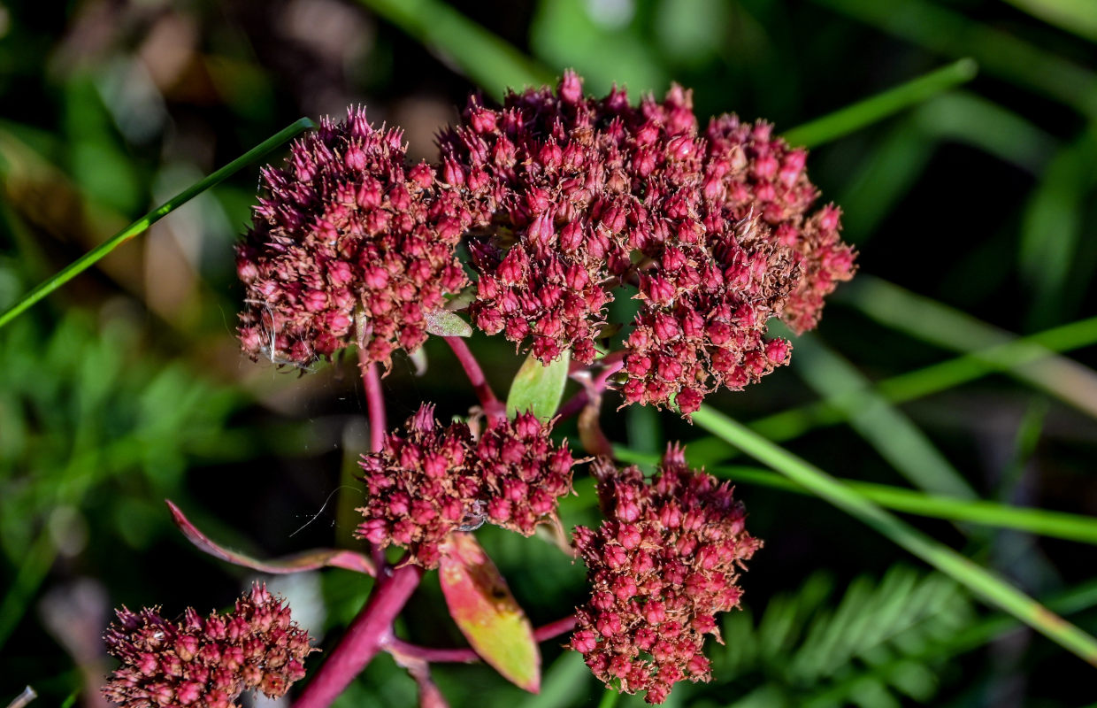 Изображение особи Hylotelephium triphyllum.