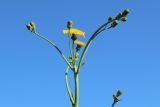 Sonchus arvensis