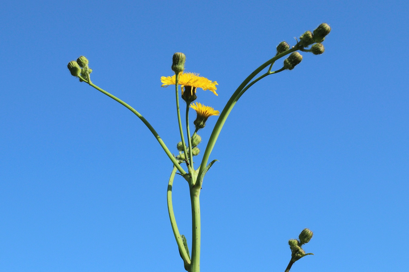 Изображение особи Sonchus arvensis.